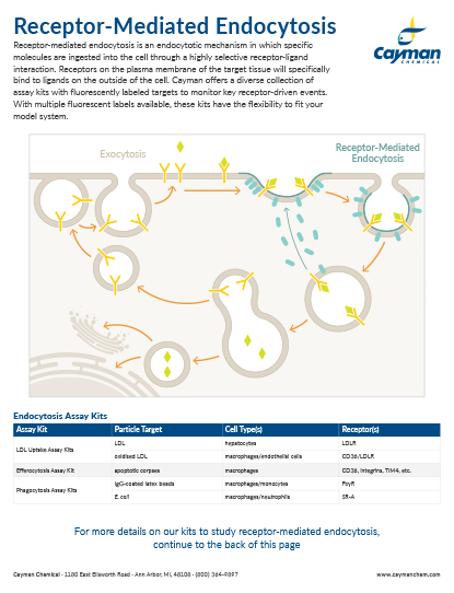 <p>​Receptor-Mediated Endocytosis<br></p>